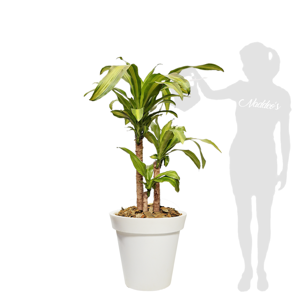 palo de agua XL en española 45 blanca