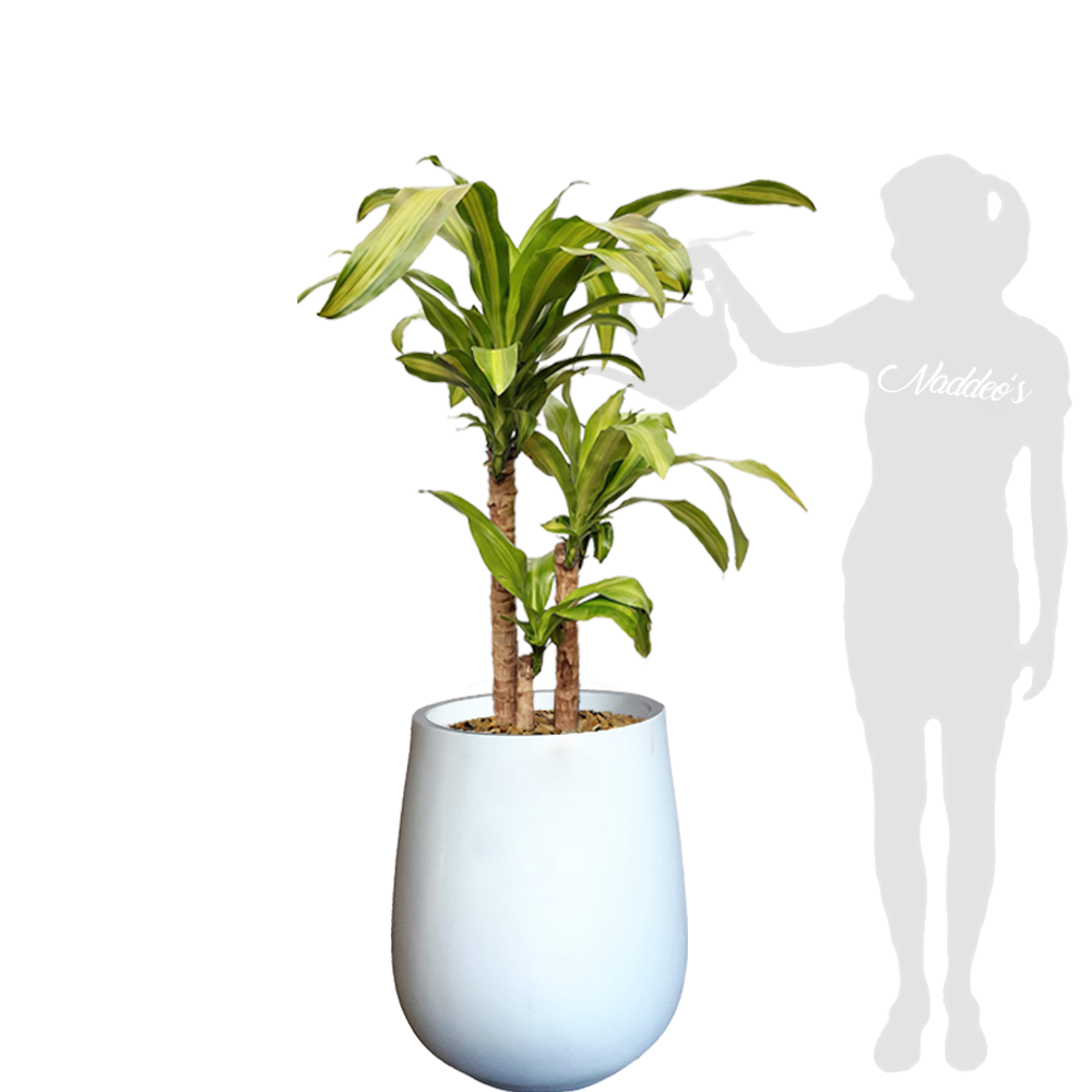 palo de agua XL en jarron 64 blanco