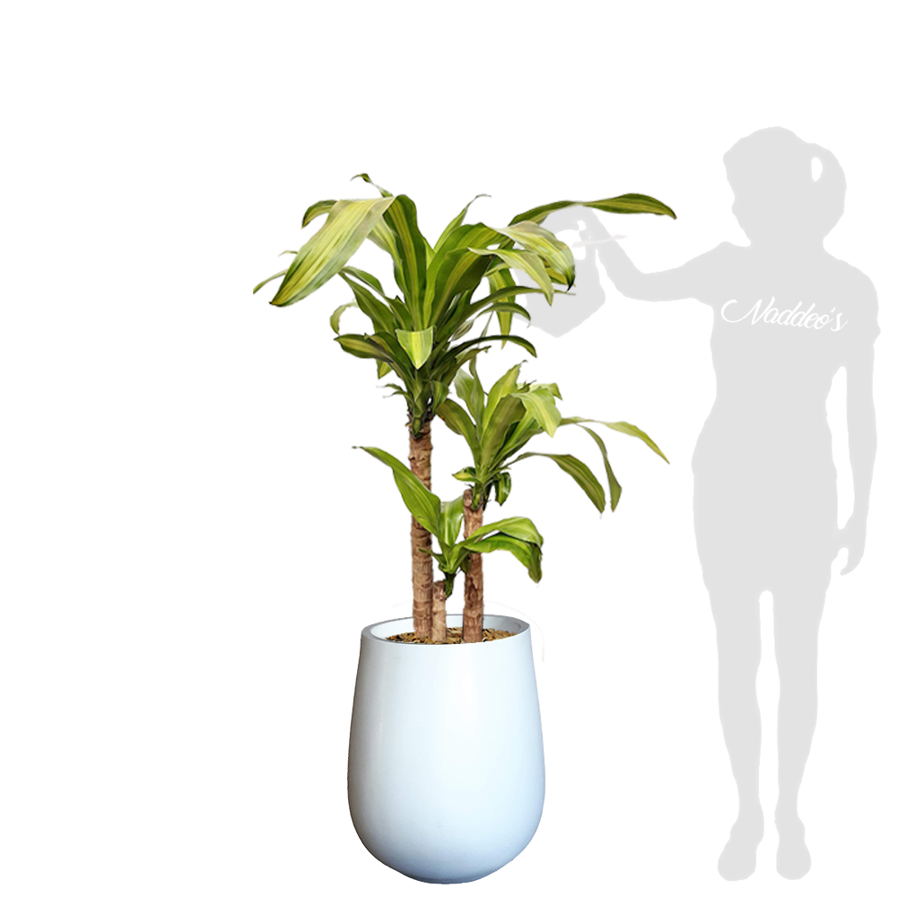 palo de agua XL en jarron blanco