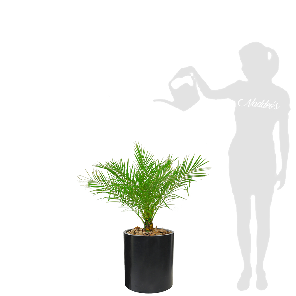 phoenix L en cilindro 30 negro