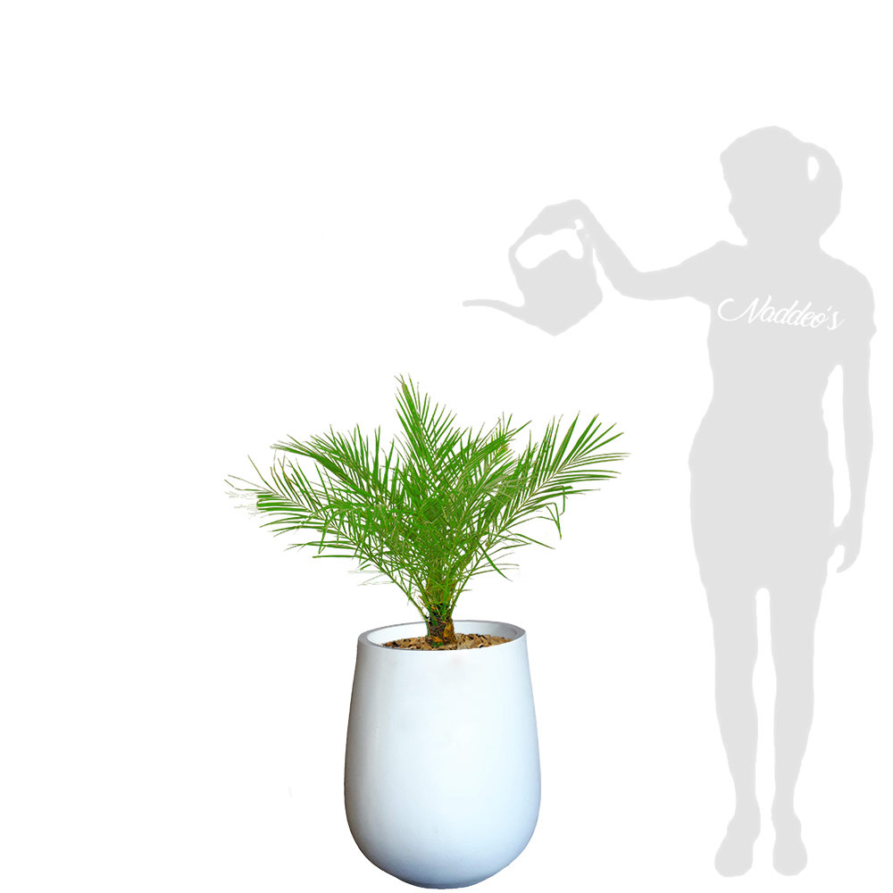 phoenix L en jarron 50 blanco