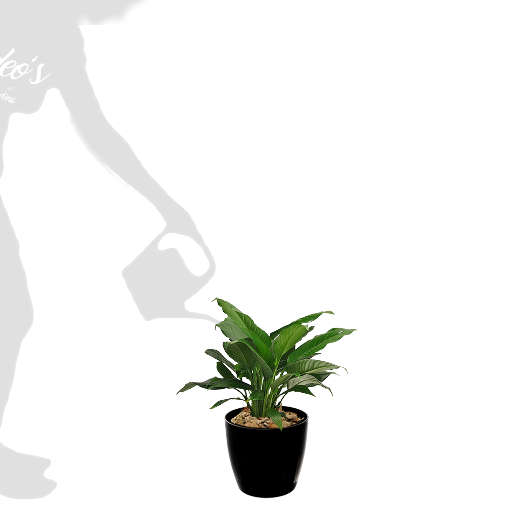 spathi M en premium 22 negra