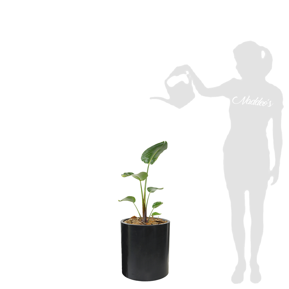 strelitzia L en cilindro 30 negro