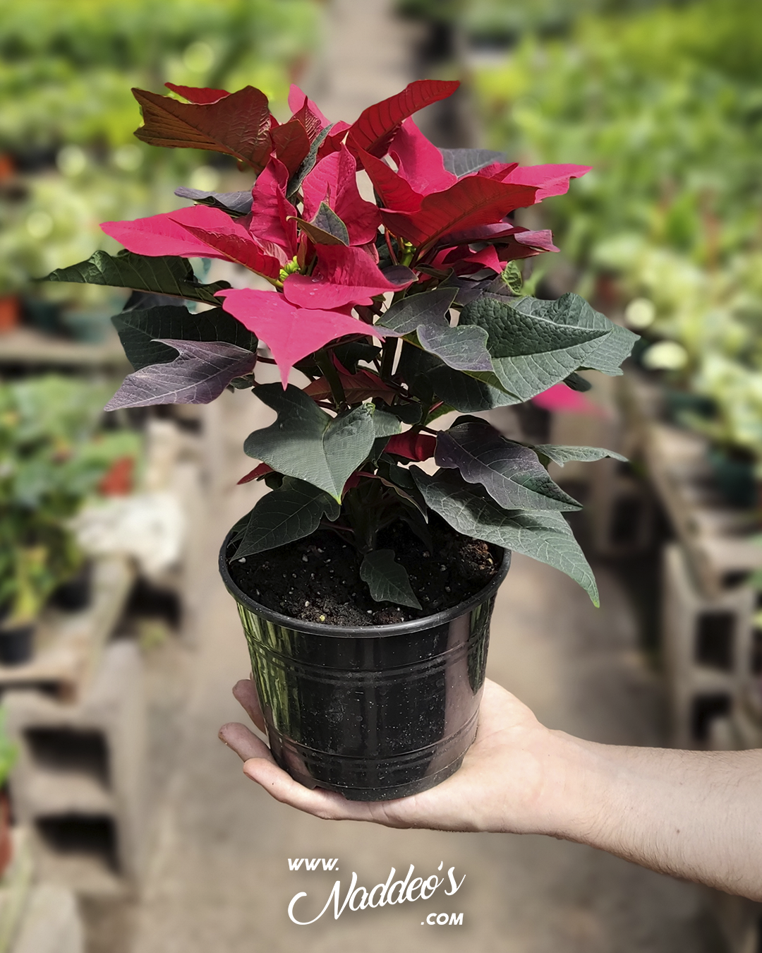 estrella federal estrella federal