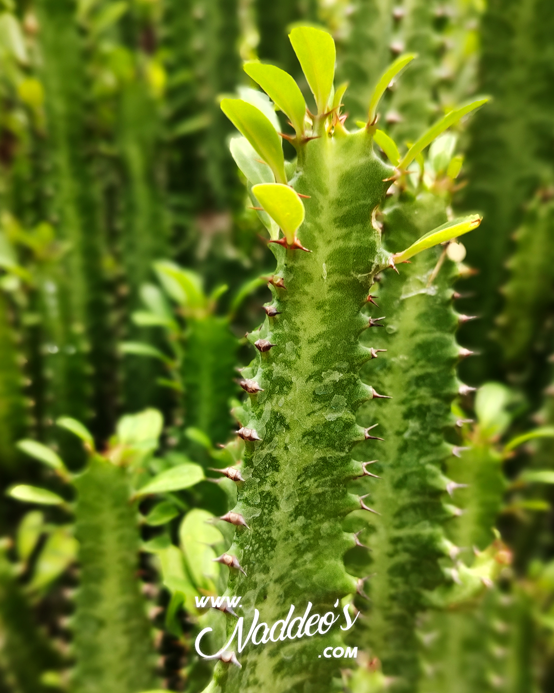 Euphorbia m 4 euphorbia