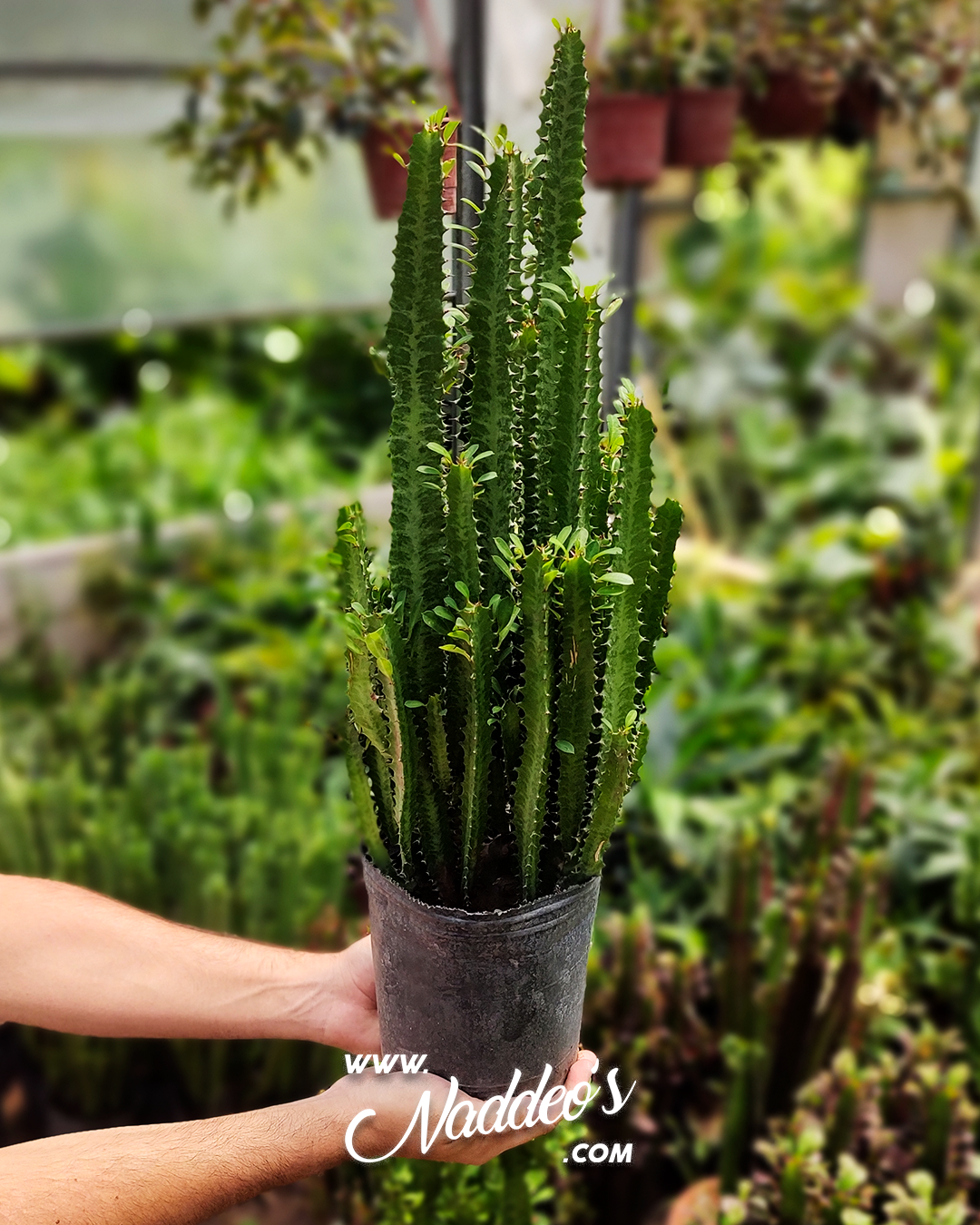 Euphorbia m2 euphorbia