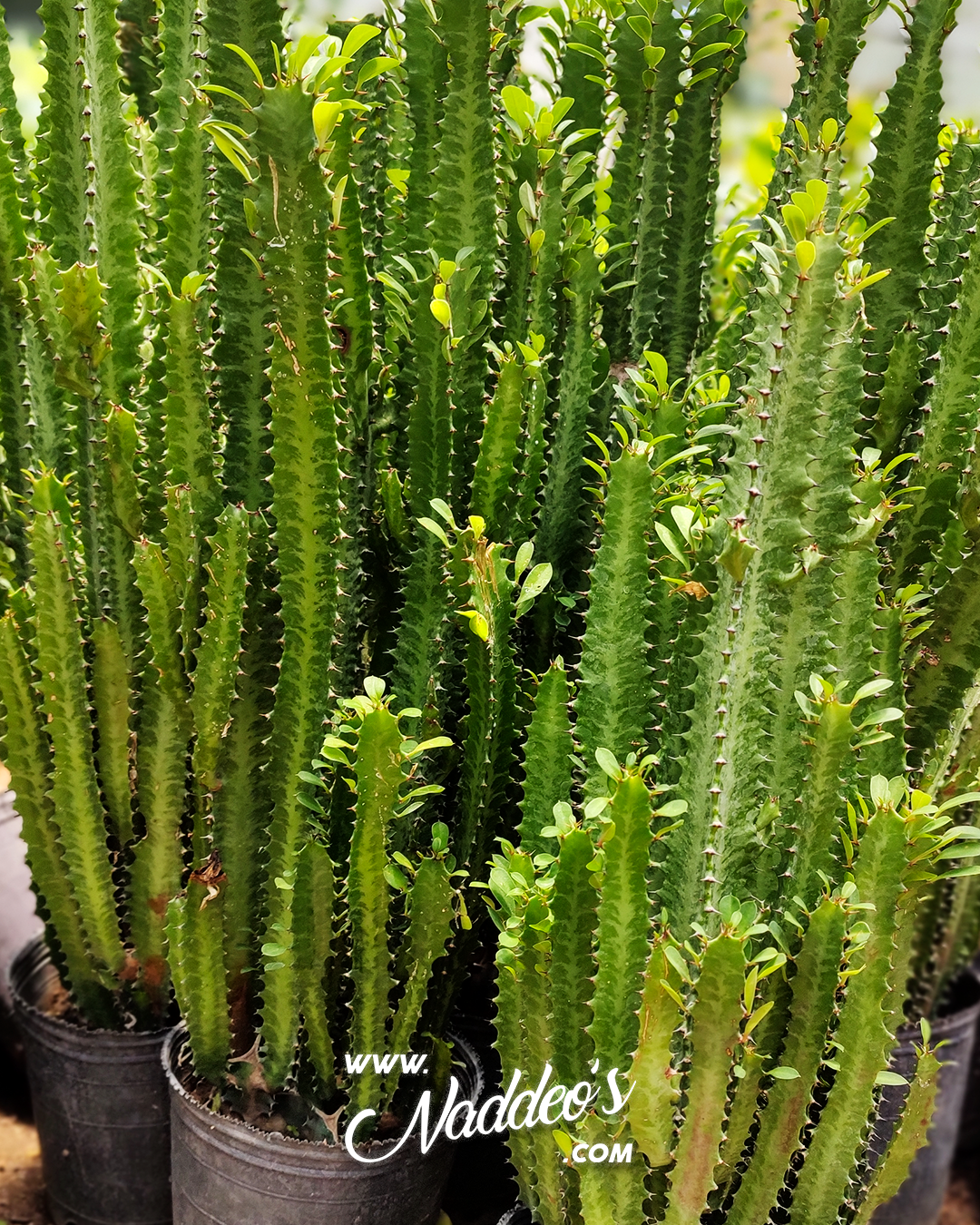 Euphorbia m3 euphorbia