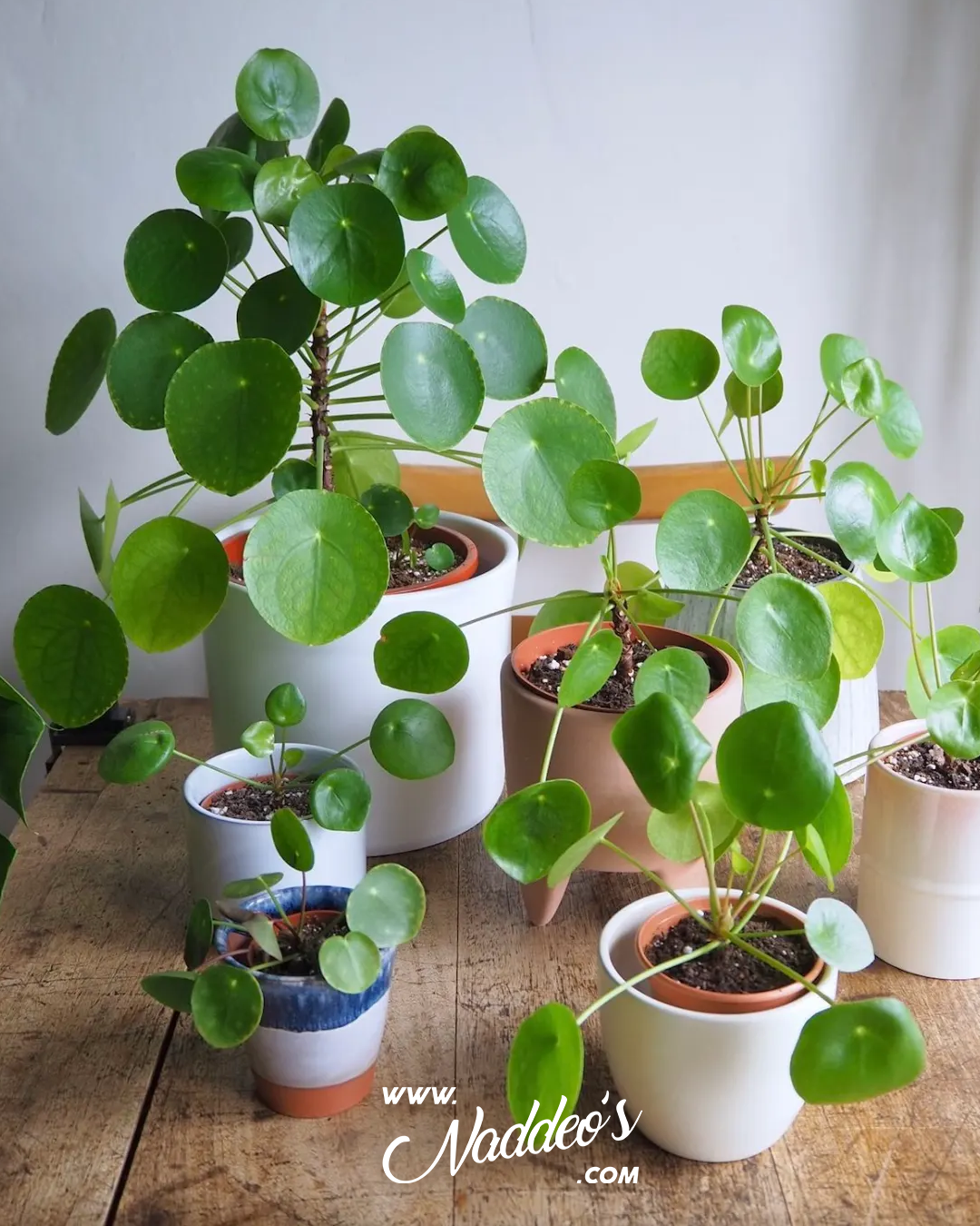 Pilea 3 pilea peperomoide