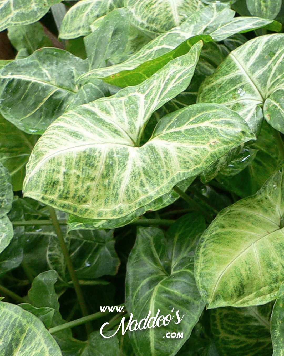 Syngonium b18 - 2 syngonium