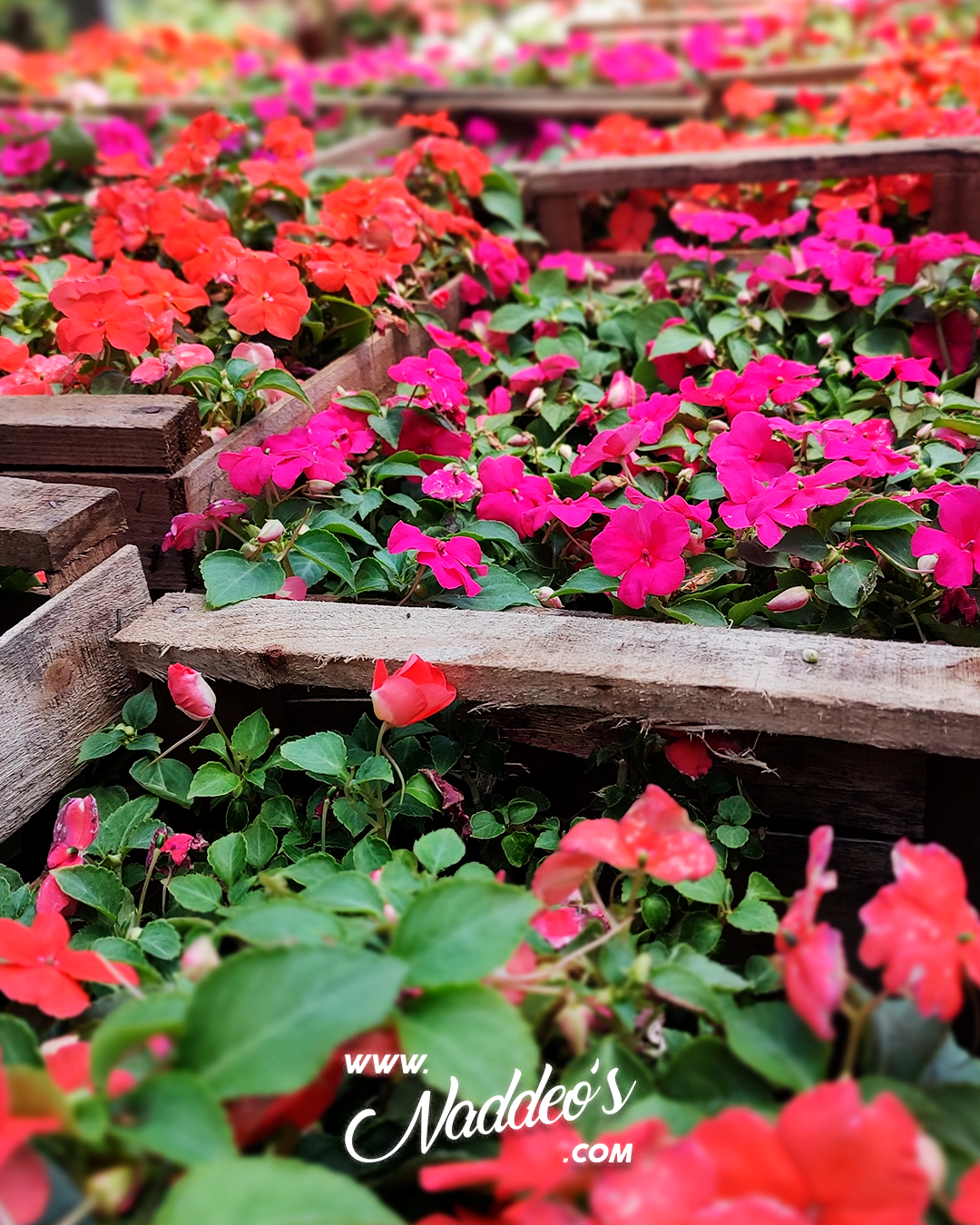 alegria del hogar 3 alegría del hogar