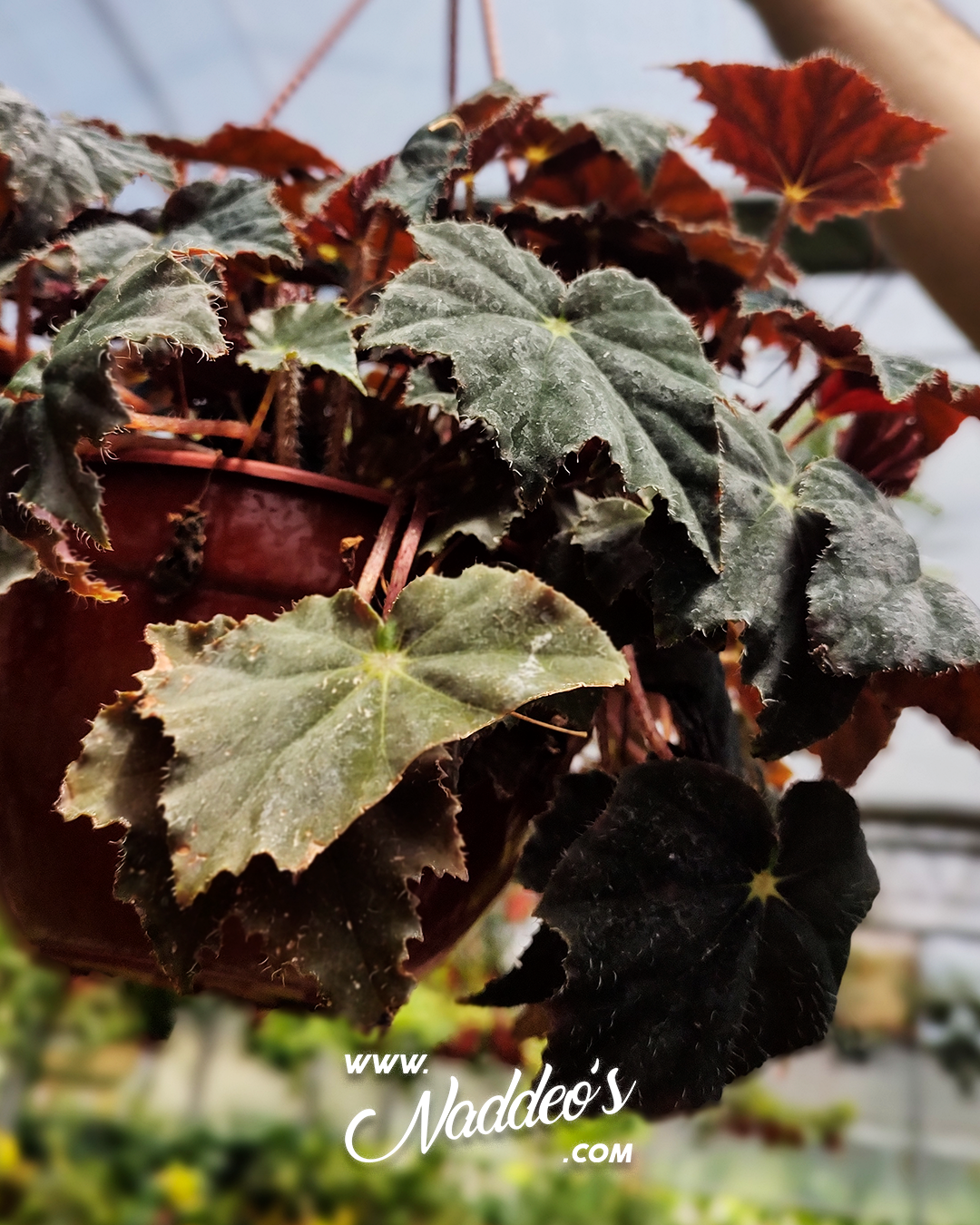 begonia rex b18 3 begonia rex
