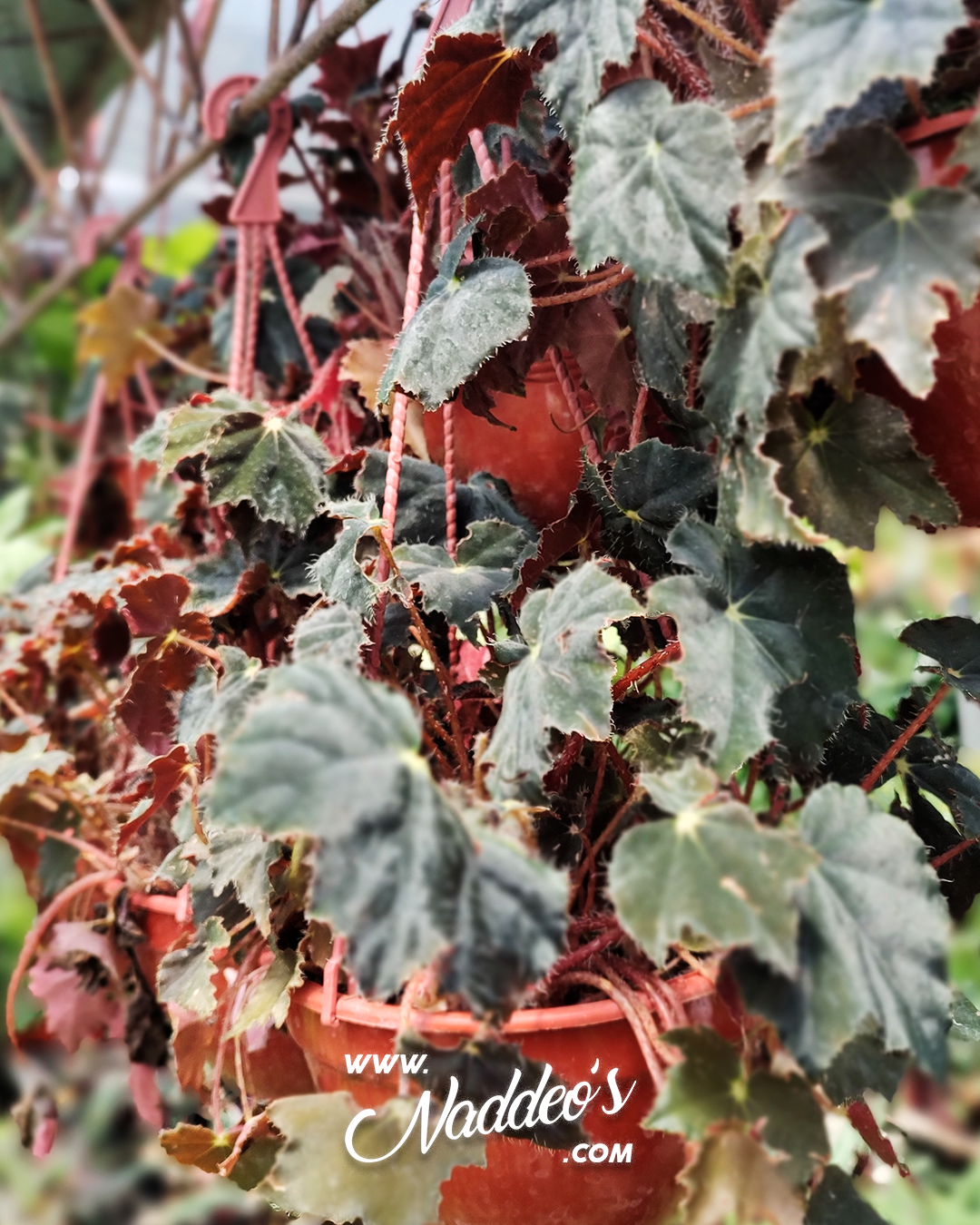 begonia rex b18 3(1) begonia rex