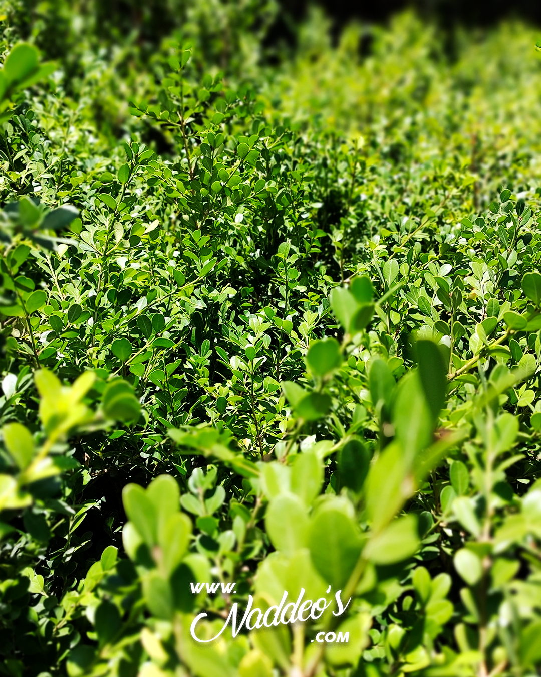 buxus arbolito 4 buxus arbolito