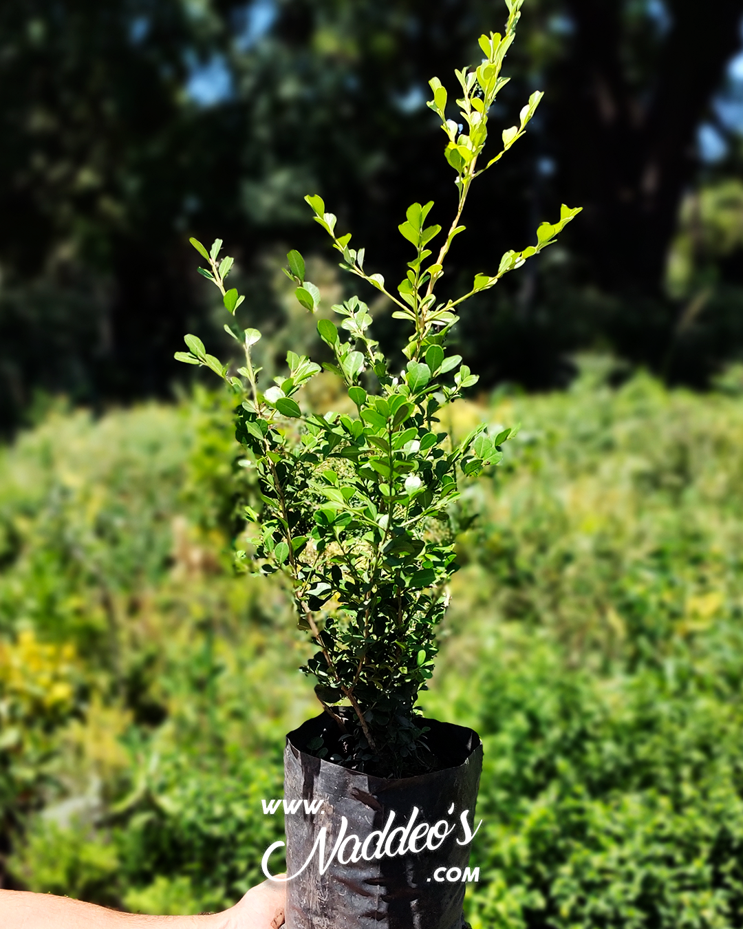 buxus arbolito M 1 Buxus arbolito