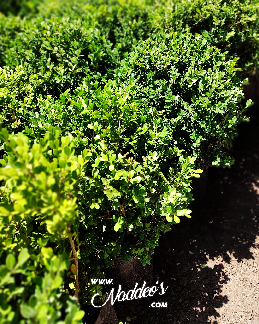 buxus bocha 1 buxus bocha