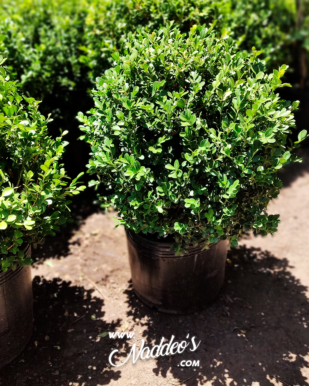 buxus bocha 2 buxus bocha