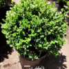 buxus bocha