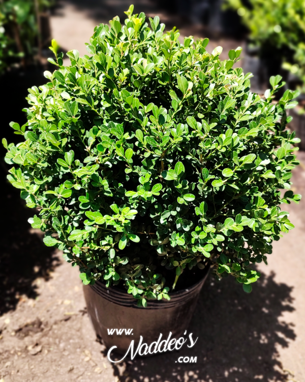 buxus bocha