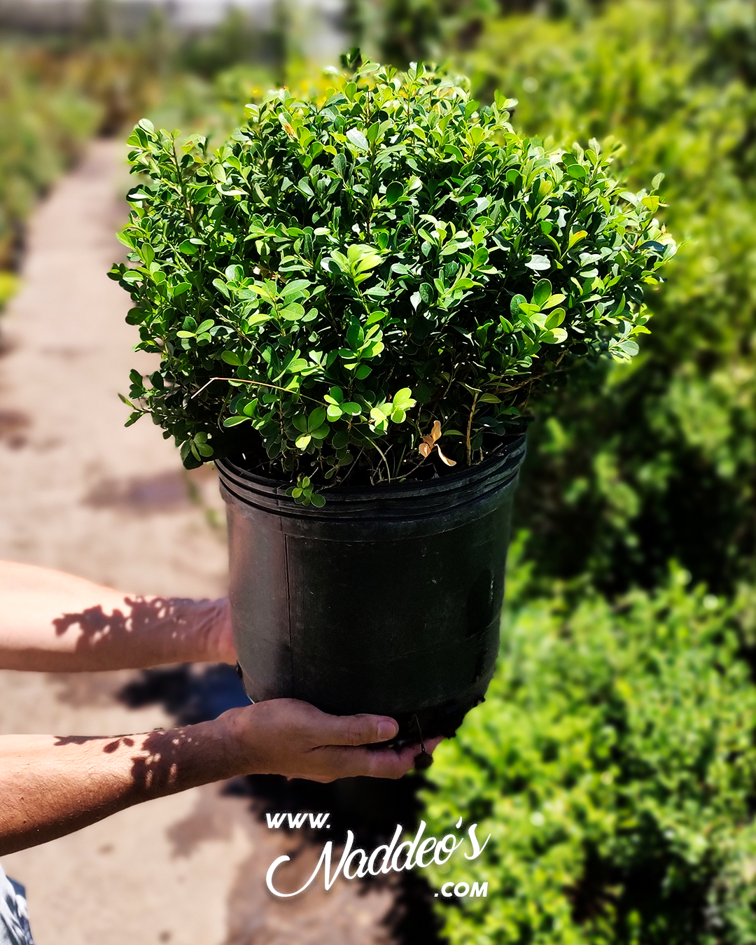 buxus bocha M buxus bocha