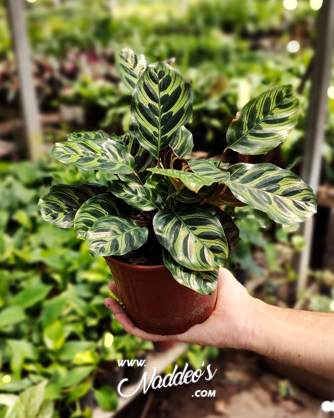 calathea