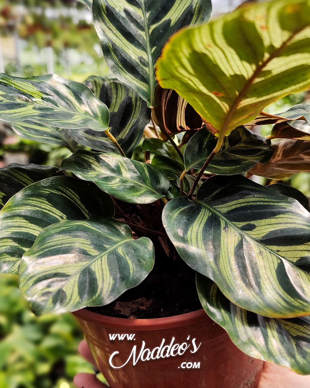calathea