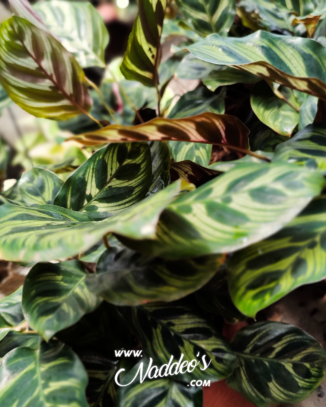 calathea