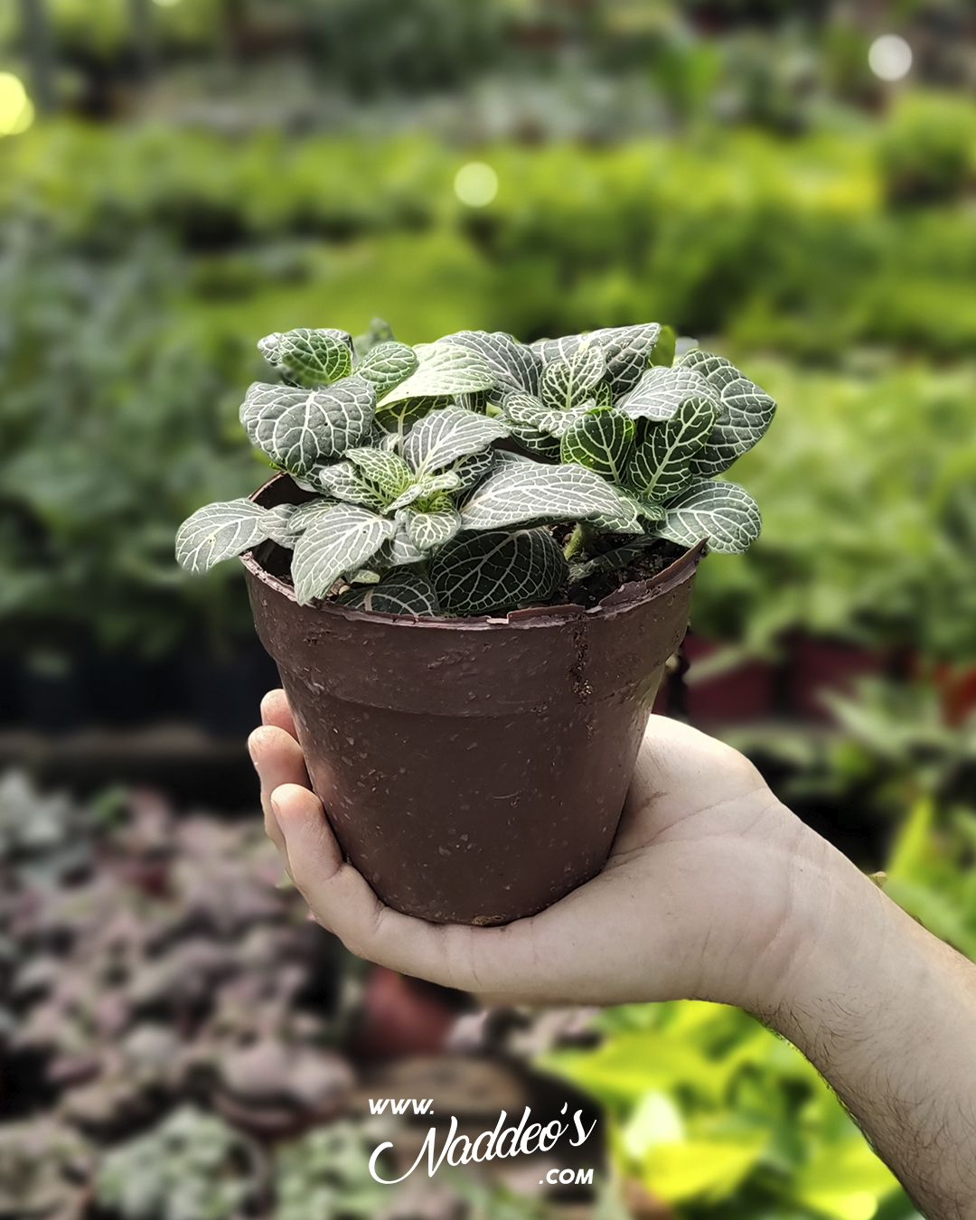 fittonia
