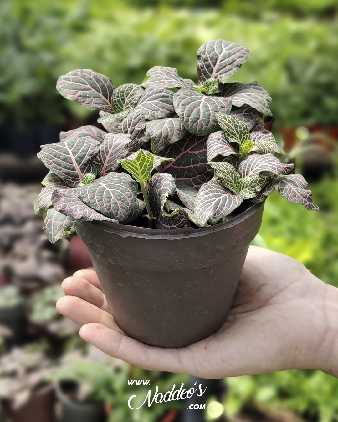 fittonia