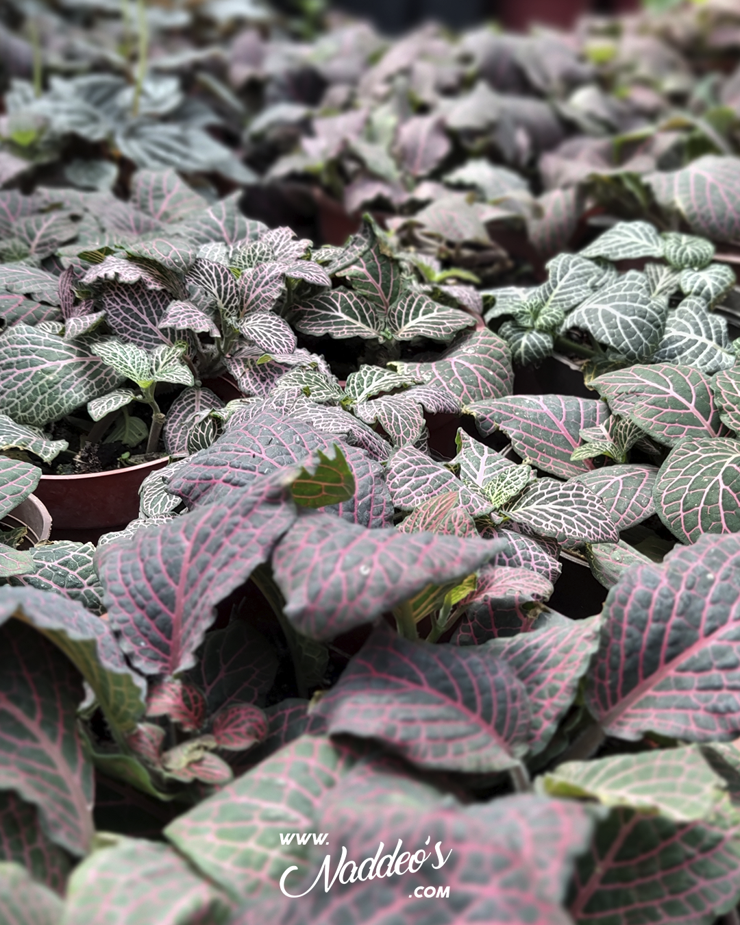 fittonia