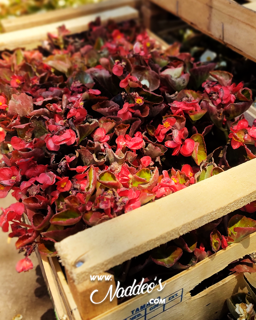 flor de azucar 1 flor de azucar