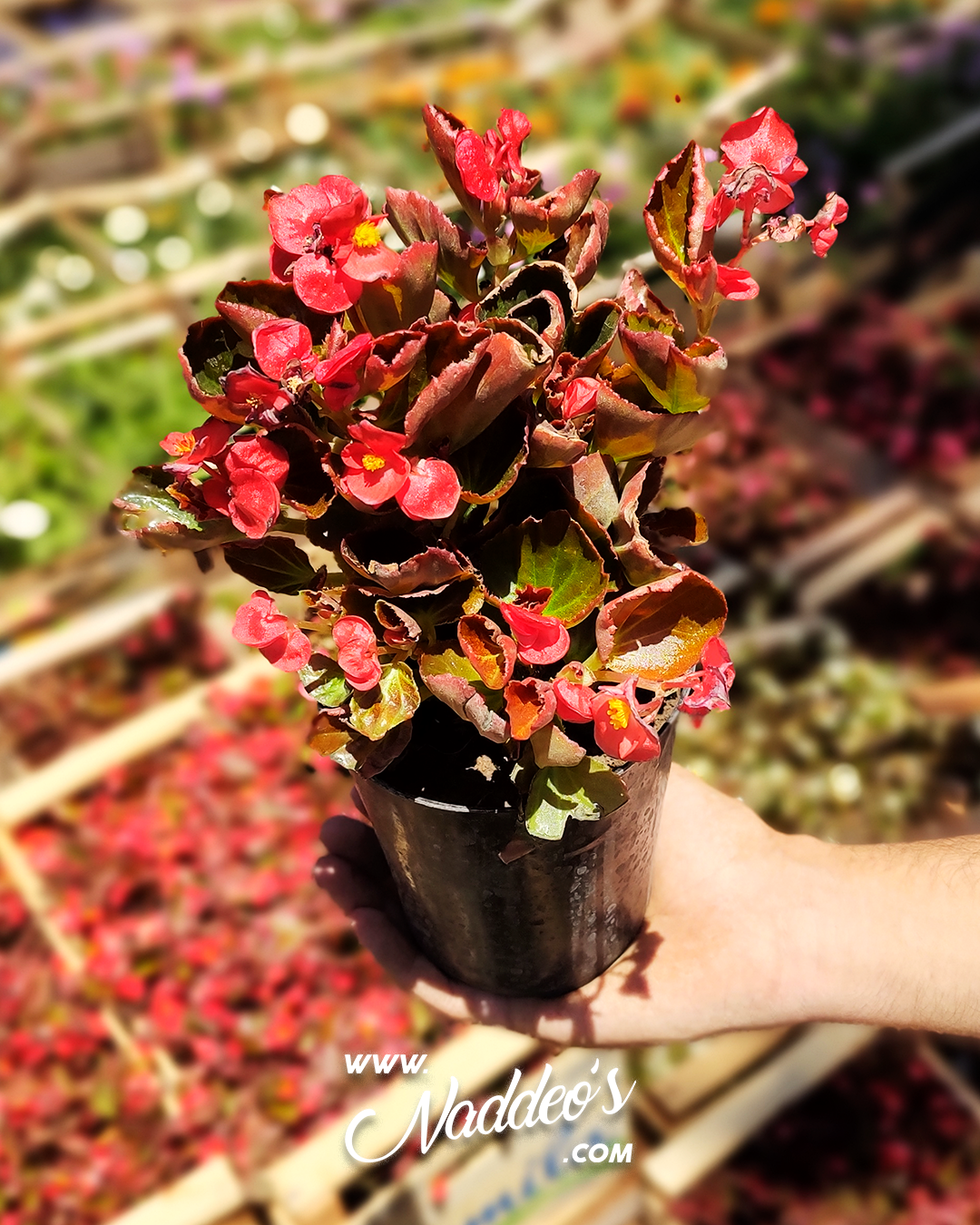 flor de azucar 2 flor de azucar