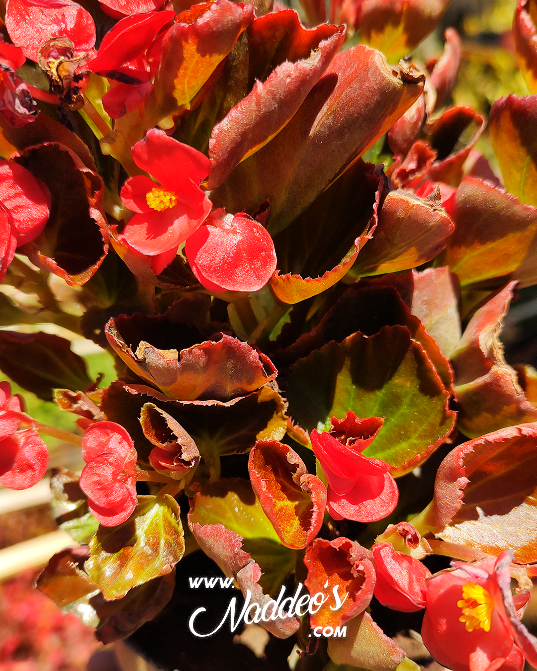 flor de azucar 3 flor de azucar