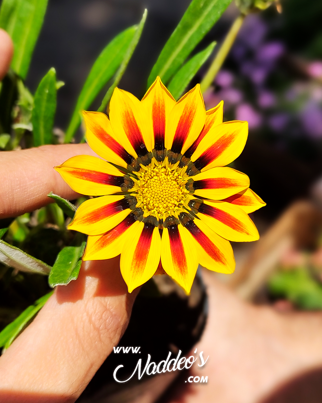 gasaña m12 11 gasaña