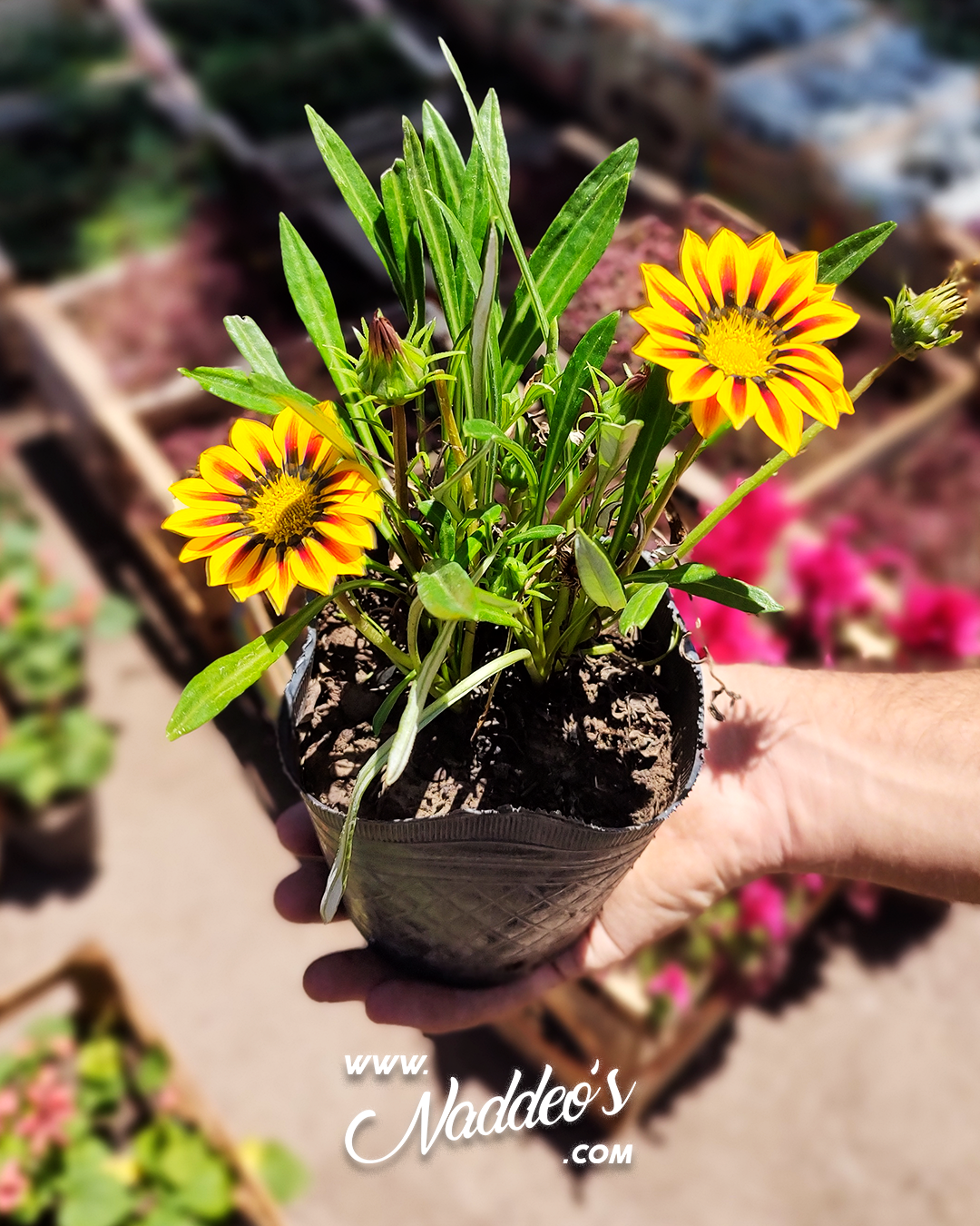 gazaña m12 1 gasaña