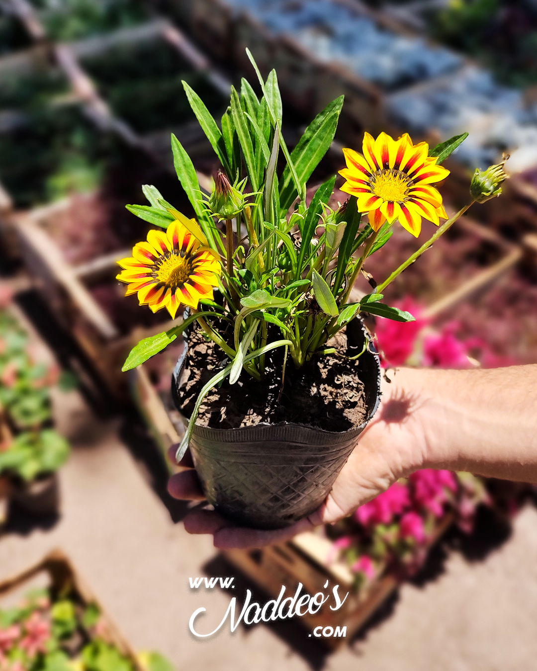 gazaña m12 3 gasaña