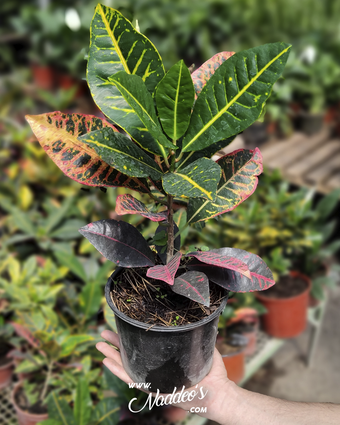 hibrido 1 croton hibrido