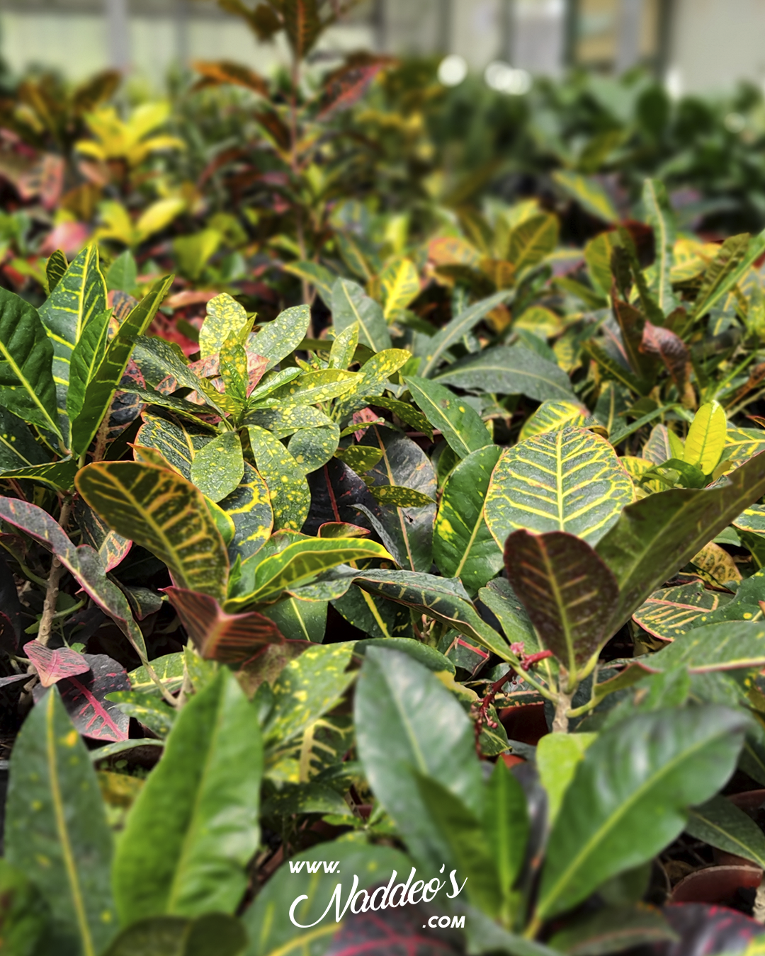 hibrido 2 croton hibrido