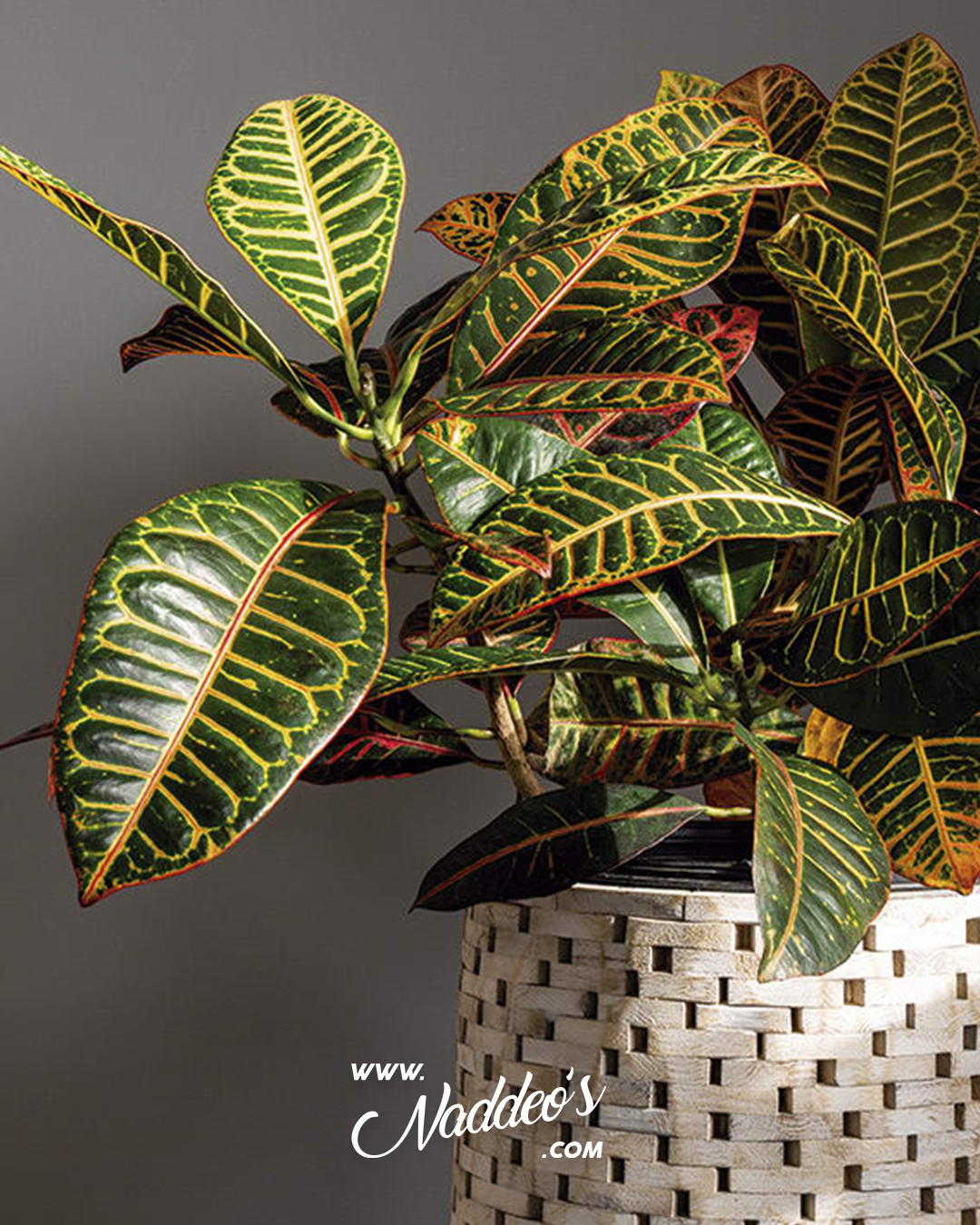 hibrido 3 croton hibrdo