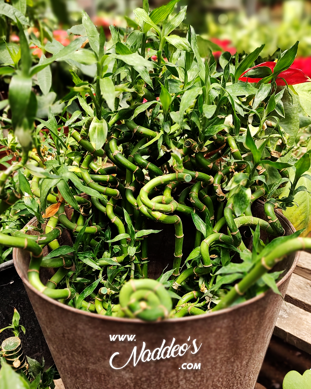 lucky bambou 1 lucky bambu