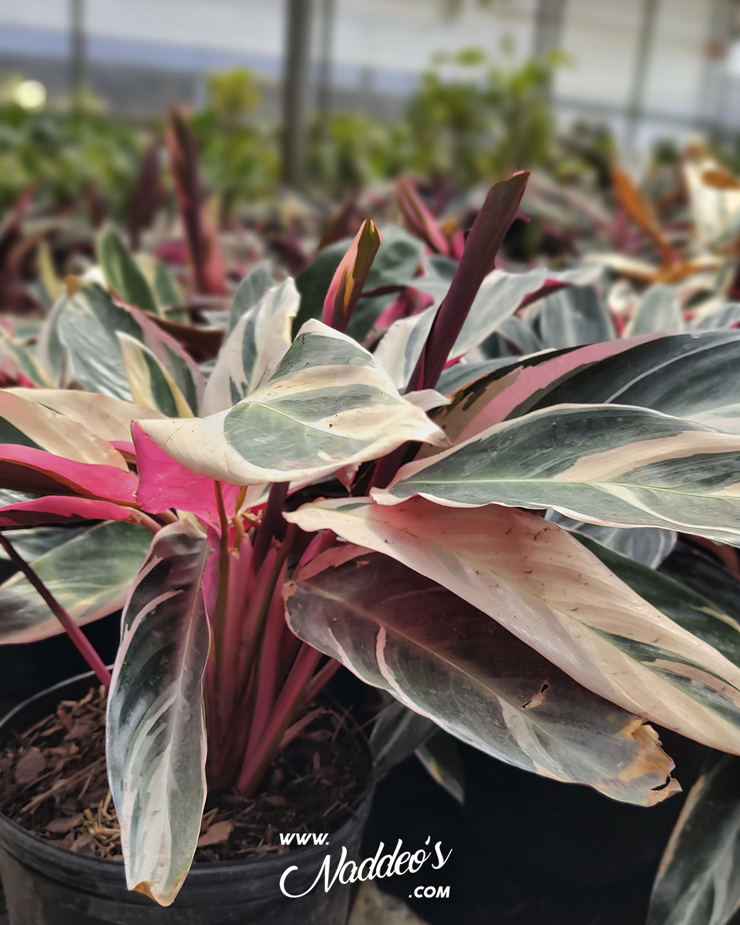 marantha e05 6 marantha