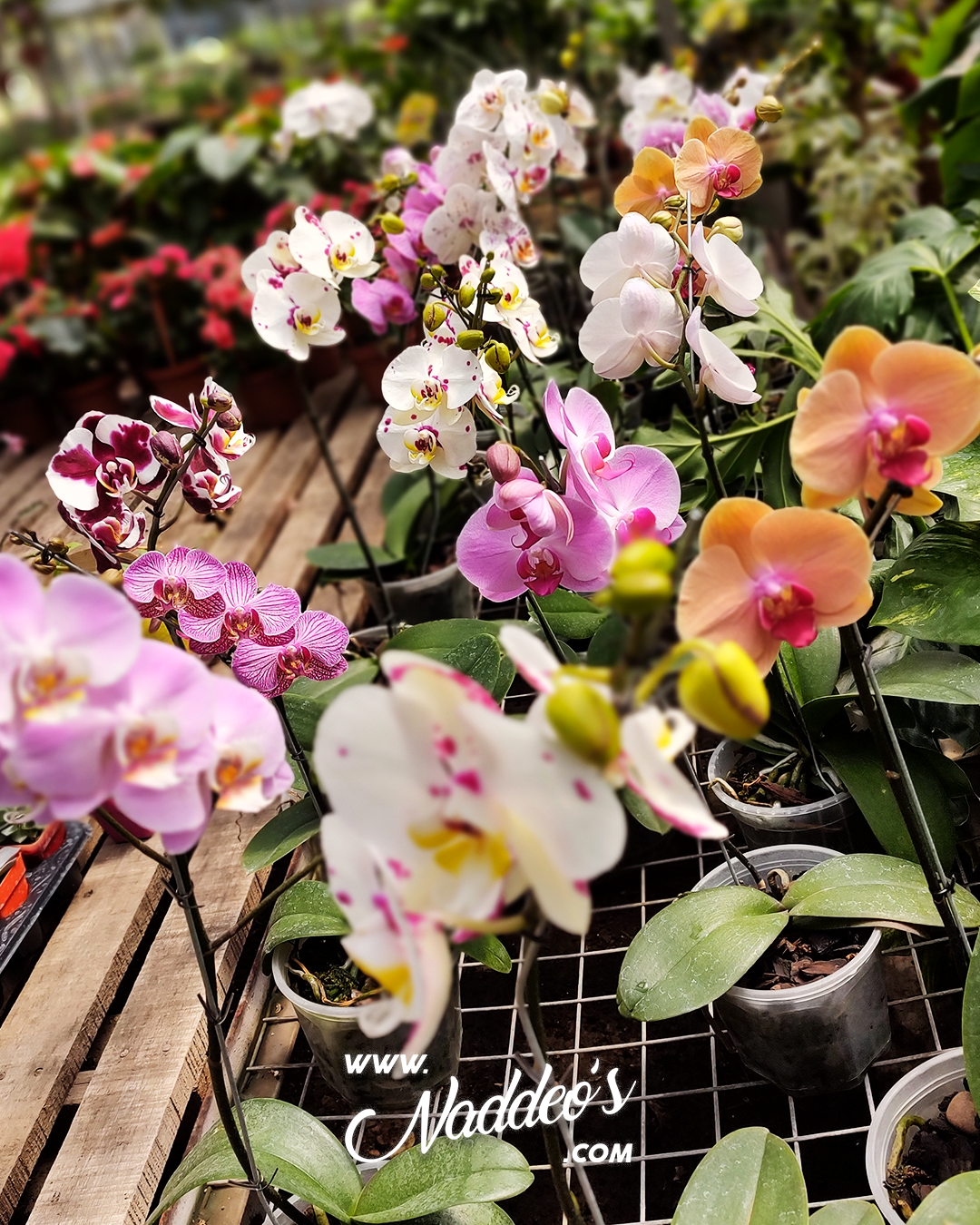 orquideas 1 orquideas