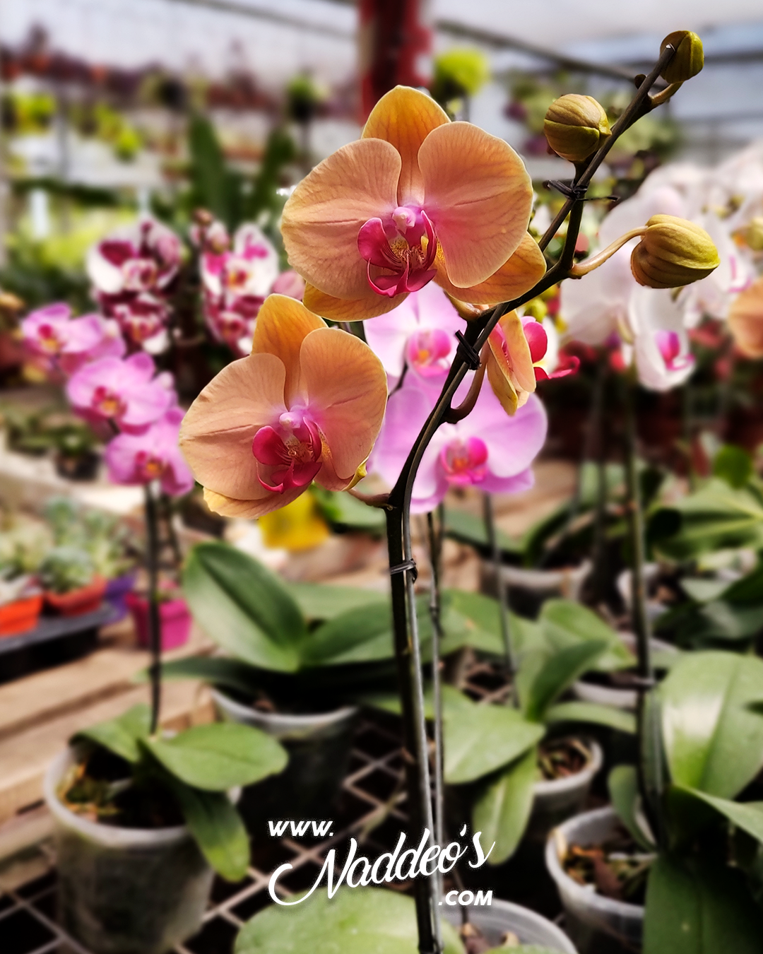 orquideas 2 orquideas