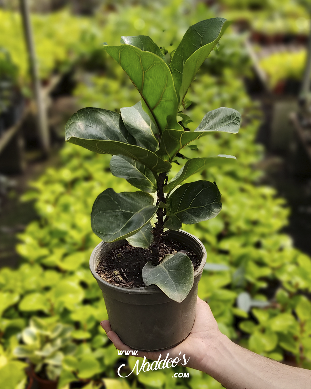 pandurata 1 pandurata