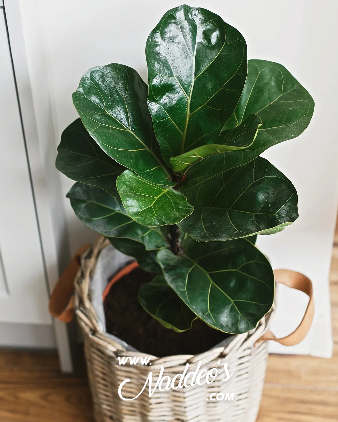 pandurata 3 pandurata