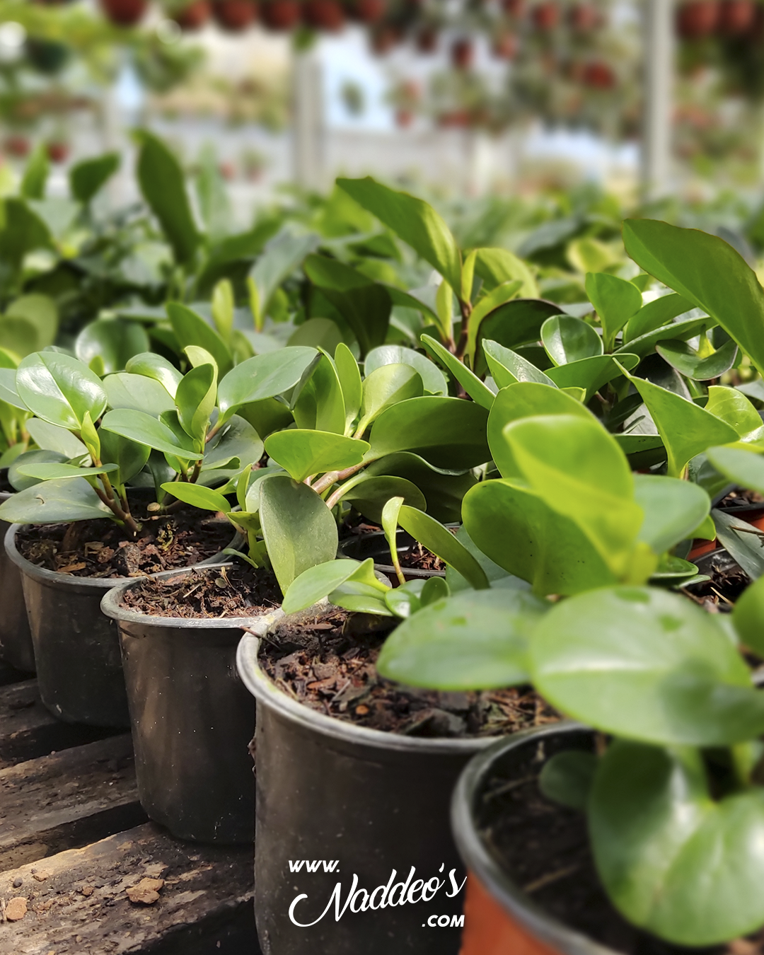 peperonia 3 peperomia