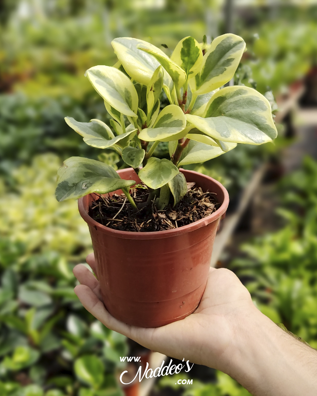 peperonia 4 peperomia