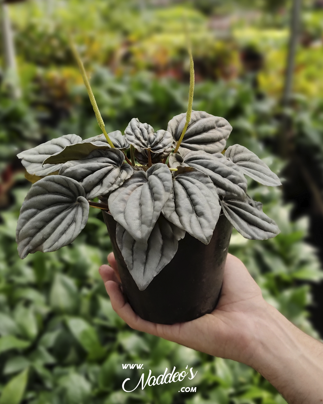 peperonia caperata 1 peperomia caperata