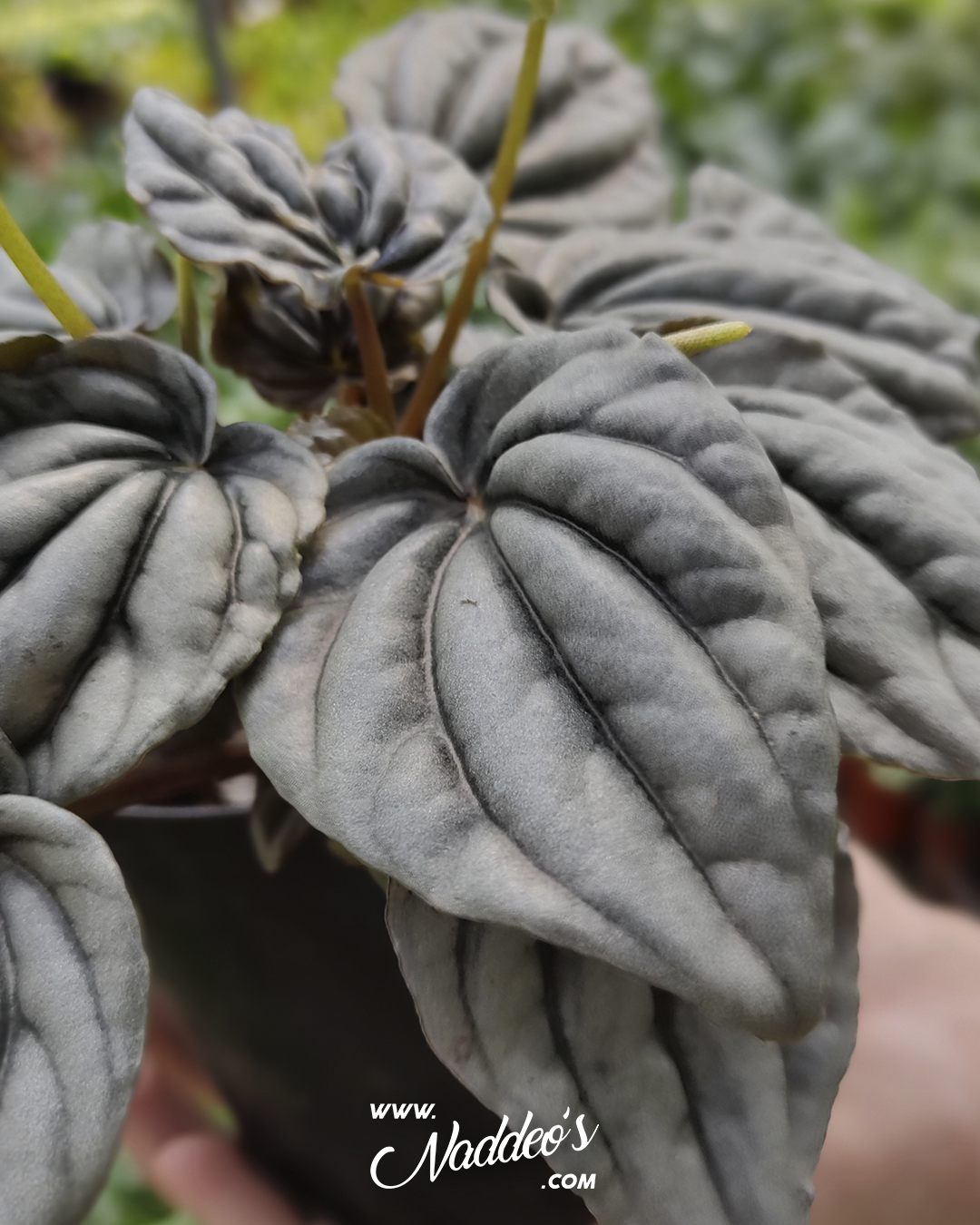 peperonia caperata 2 peperomia caperata