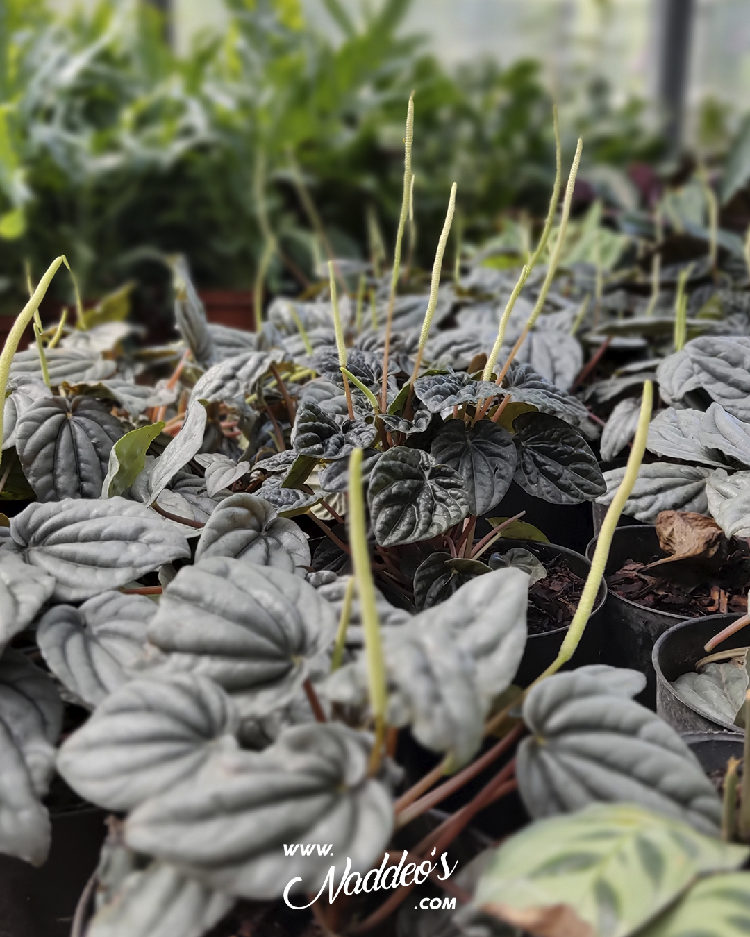 peperonia caperata 3 peperomia caperata