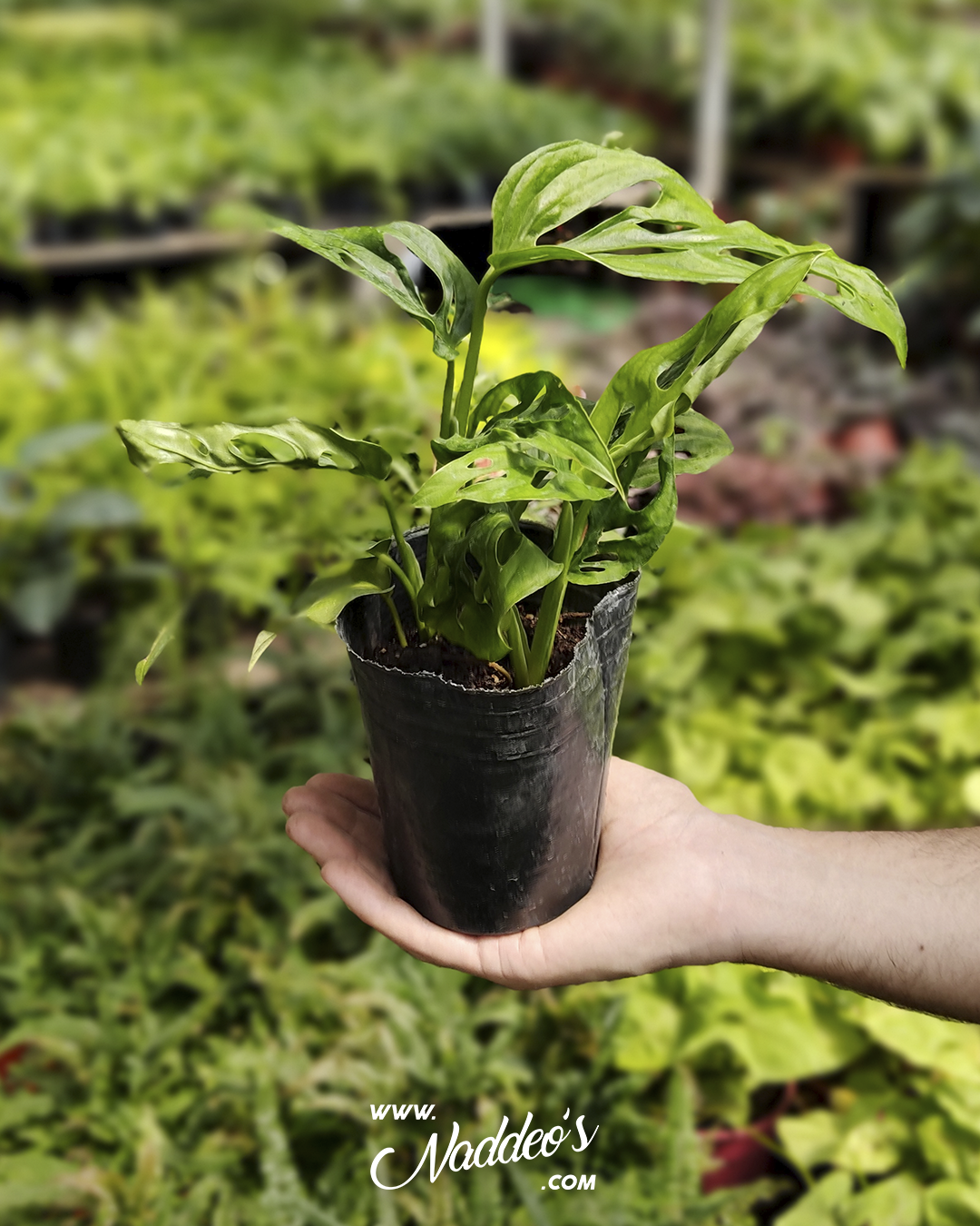 peruviano 1 philodendron peruviano